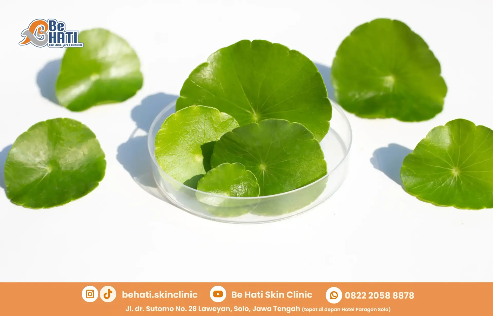 Mengapa Centella Asiatica untuk Kecantikan
